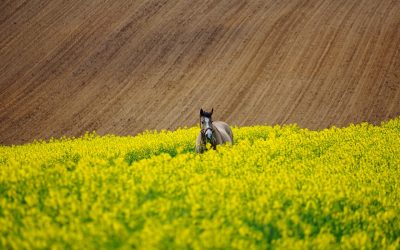 Zaczynając hodować dorodne rośliny, musimy dać możliwość im odpowiednie warunki.